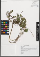 Foto von Salix reticulata L.